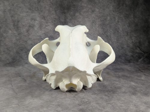 Bengáli Tigris koponya