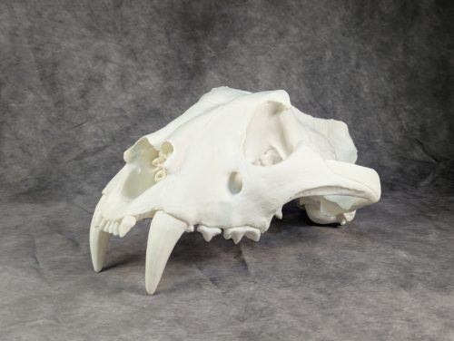 Bengáli Tigris koponya