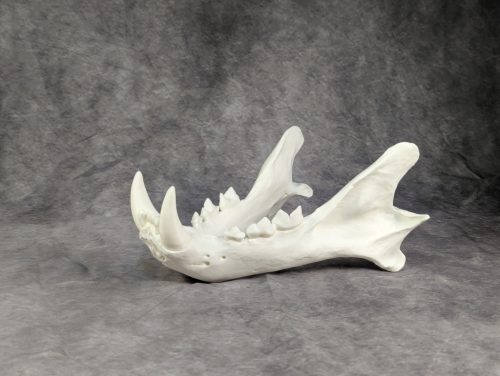 Bengáli Tigris koponya