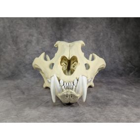 Bengáli Tigris koponya