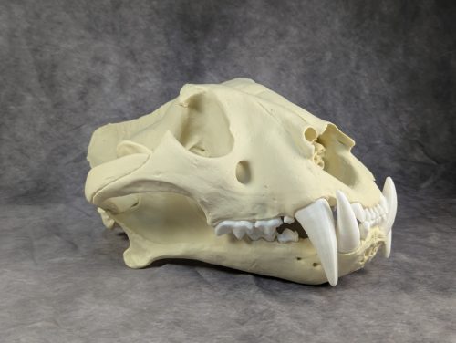 Bengáli Tigris koponya