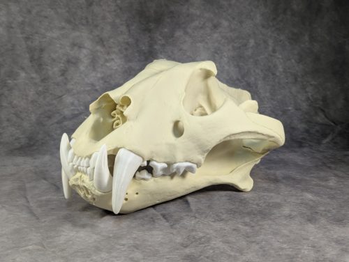 Bengáli Tigris koponya