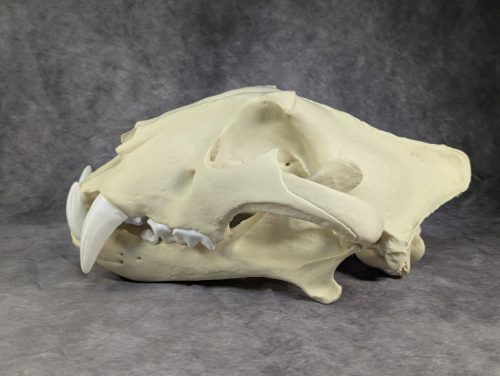 Bengáli Tigris koponya