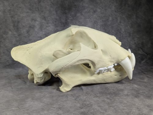 Bengáli Tigris koponya