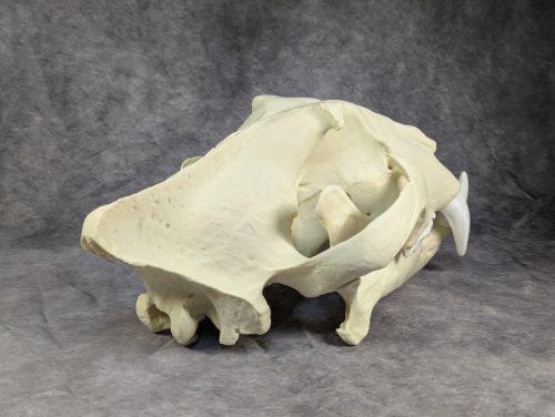 Bengáli Tigris koponya