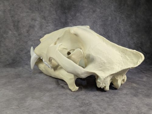 Bengáli Tigris koponya