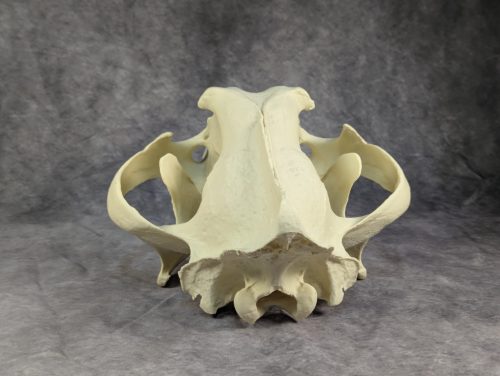 Bengáli Tigris koponya