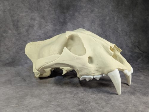 Bengáli Tigris koponya