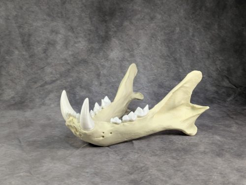 Bengáli Tigris koponya