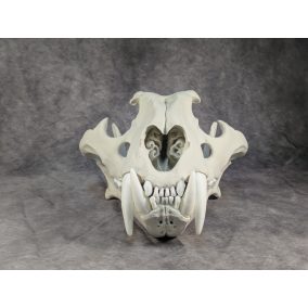 Bengáli Tigris koponya