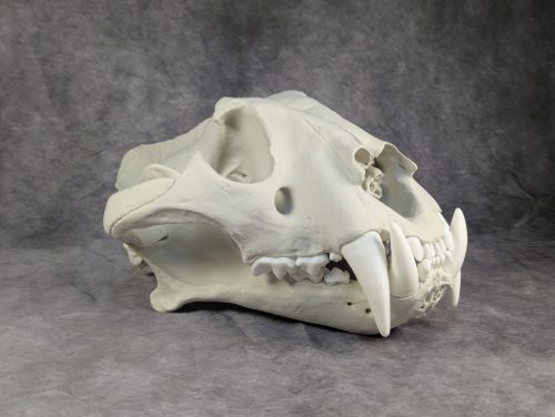 Bengáli Tigris koponya