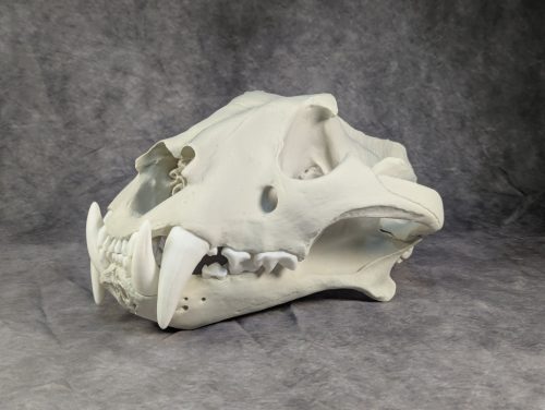 Bengáli Tigris koponya