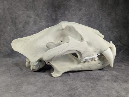 Bengáli Tigris koponya