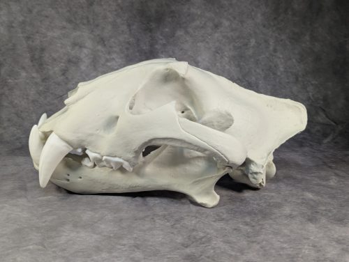 Bengáli Tigris koponya