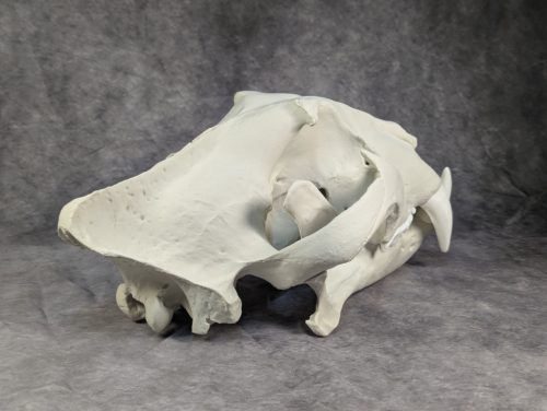 Bengáli Tigris koponya