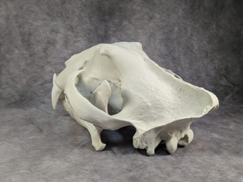 Bengáli Tigris koponya