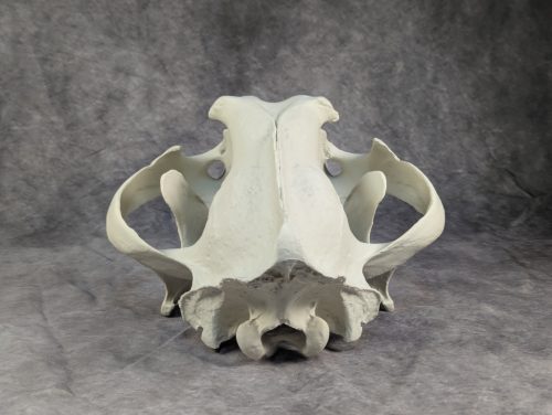 Bengáli Tigris koponya