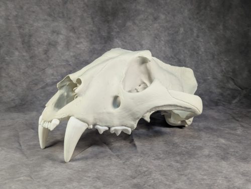 Bengáli Tigris koponya