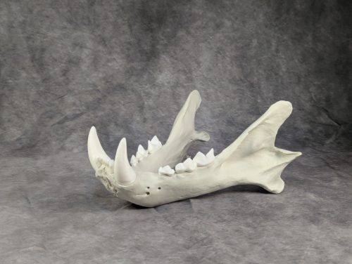 Bengáli Tigris koponya