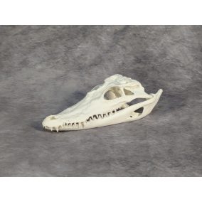 Bordás Krokodil Koponya XS