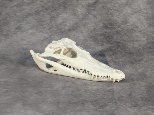 Bordás Krokodil Koponya XS