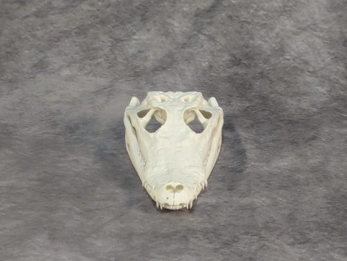 Bordás Krokodil Koponya XS