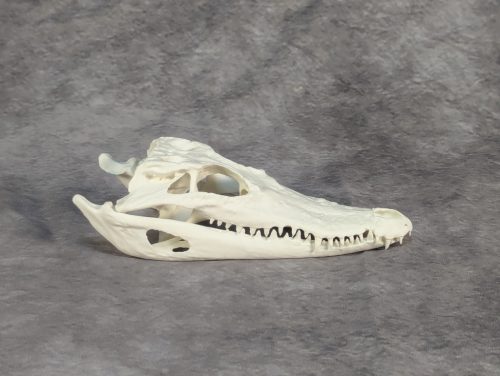 Bordás Krokodil Koponya XS