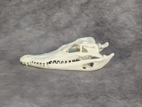 Bordás Krokodil Koponya XS