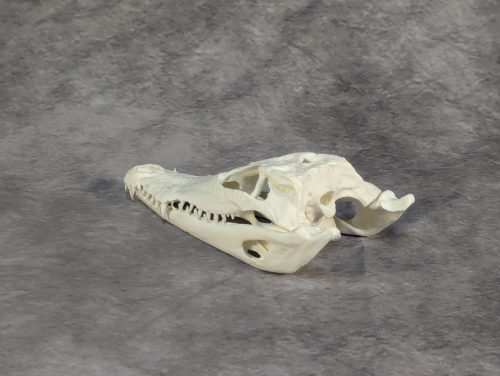 Bordás Krokodil Koponya XS