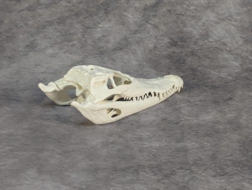 Bordás Krokodil Koponya XS