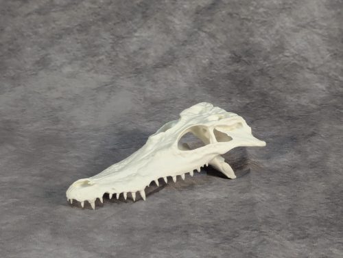 Bordás Krokodil Koponya XS