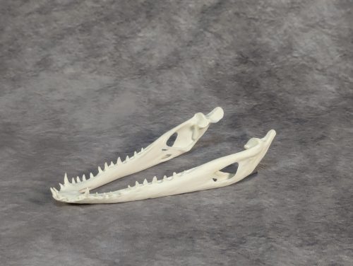 Bordás Krokodil Koponya XS