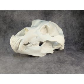 Kodiak-medve Koponya