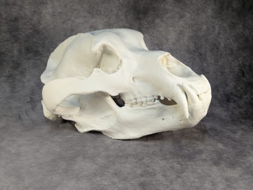 Kodiak-medve Koponya