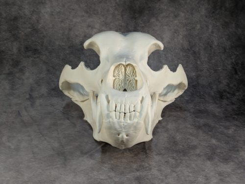 Kodiak-medve Koponya