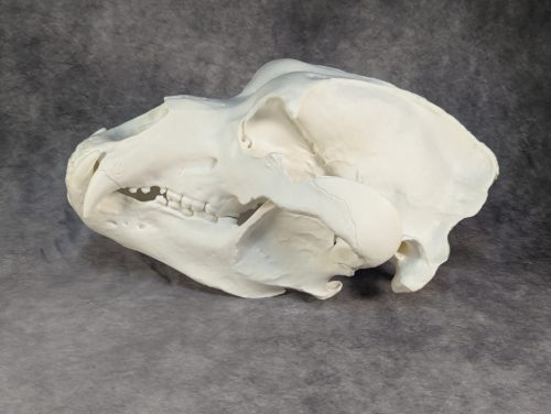 Kodiak-medve Koponya