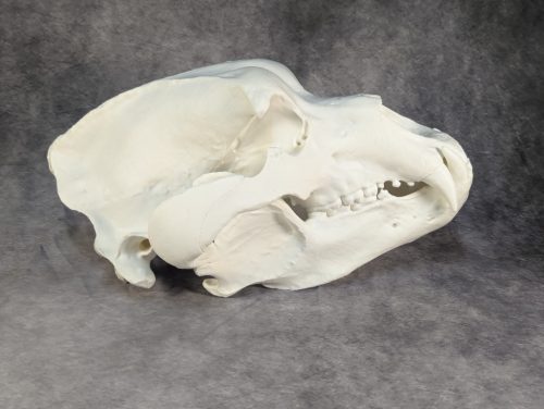 Kodiak-medve Koponya