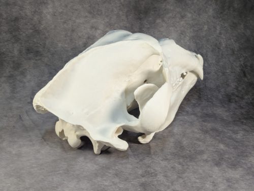 Kodiak-medve Koponya