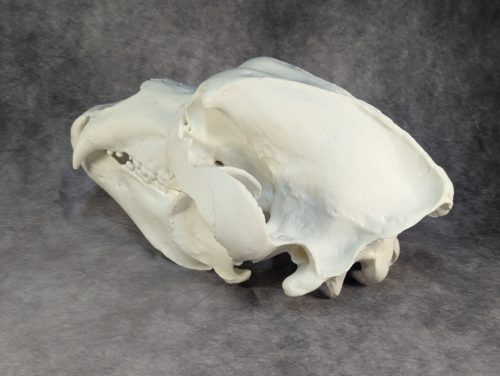 Kodiak-medve Koponya