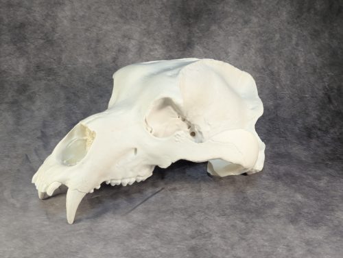 Kodiak-medve Koponya