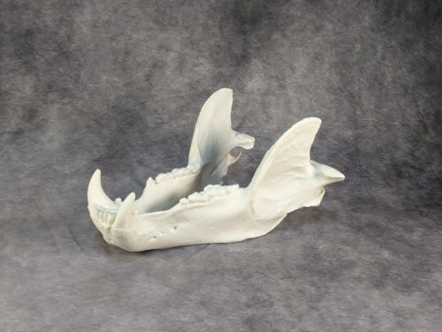 Kodiak-medve Koponya