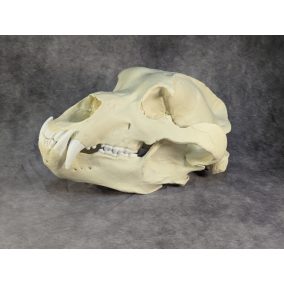 Kodiak-medve Koponya