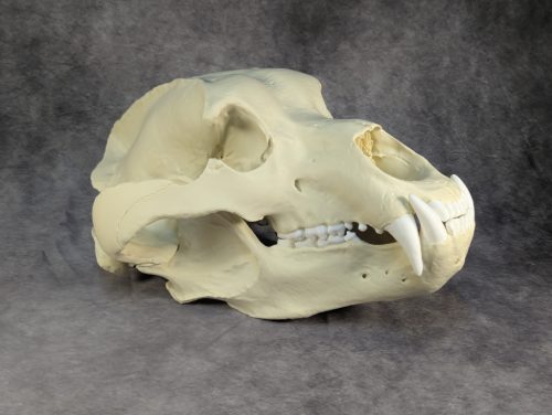 Kodiak-medve Koponya