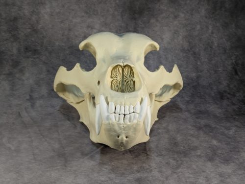 Kodiak-medve Koponya