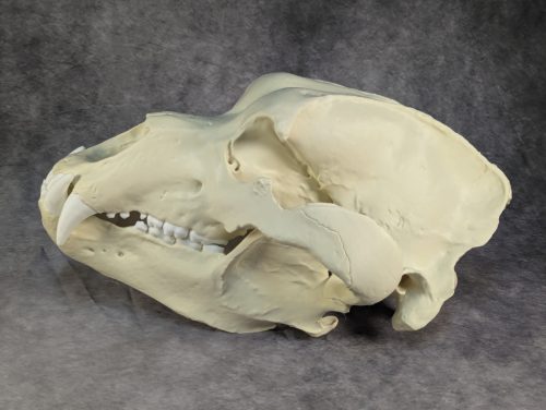 Kodiak-medve Koponya