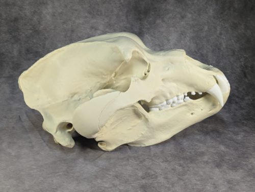 Kodiak-medve Koponya