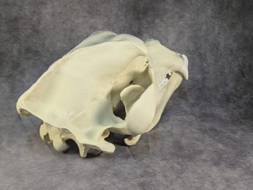 Kodiak-medve Koponya