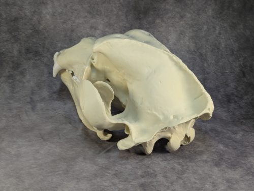 Kodiak-medve Koponya