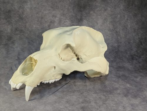 Kodiak-medve Koponya