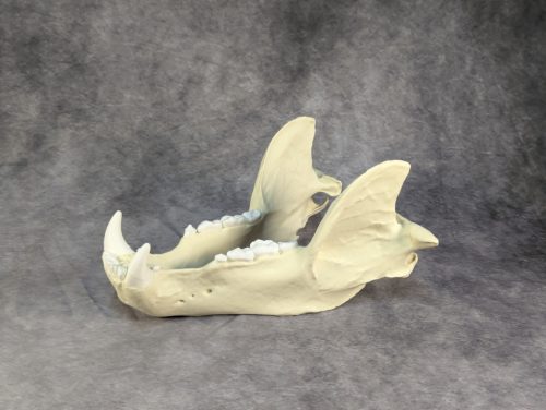 Kodiak-medve Koponya